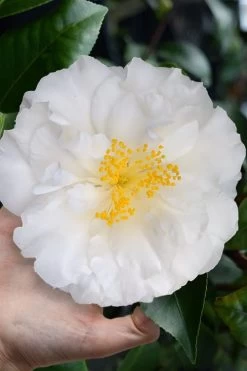 Colonial Dame Camellia - 3 Gallon Pot -Outdoor Garden Store camellia japonica colonial dame 4