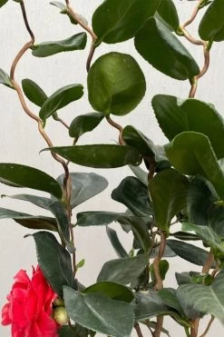 Curly Lady Camellia Japonica - 1 Gallon Pot -Outdoor Garden Store camellia japonica curly lady 3