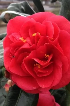 Curly Lady Camellia Japonica - 1 Gallon Pot -Outdoor Garden Store camellia japonica curly lady 6