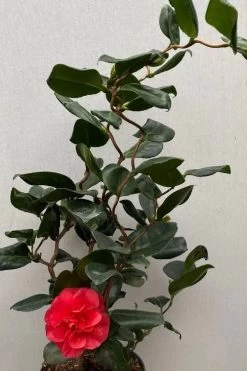 Curly Lady Camellia Japonica - 1 Gallon Pot -Outdoor Garden Store camellia japonica curly lady 8