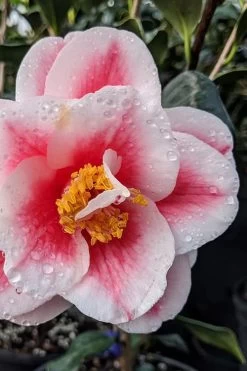 Sadaharu Oh Camellia - 3 Gallon Pot -Outdoor Garden Store camellia japonica sadaharu oh 100