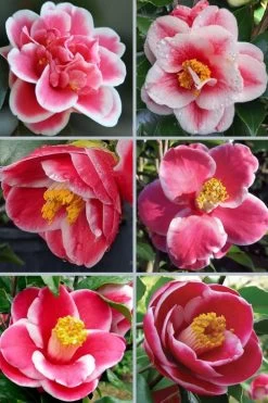 Sadaharu Oh Camellia - 3 Gallon Pot -Outdoor Garden Store camellia japonica sadaharu oh 102