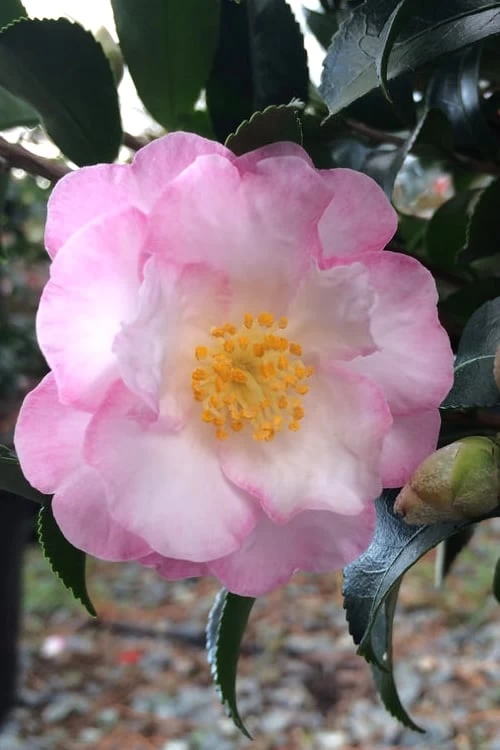 October Magic Orchid Camellia - 2 Gallon Pot 2 October Magic Orchid Camellia - 2 Gallon Pot