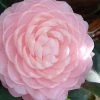 Otome Pink Camellia Japonica - 3 Gallon Pot -Outdoor Garden Store camellia otome