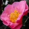Autumn Pink Icicle Cold Hardy Camellia - 7 Gallon Pot -Outdoor Garden Store camellia pink icicle 21 1