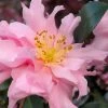 Pink Snow Camellia Sasanqua - 7 Gallon Pot (3-4') 2 Pink Snow Camellia Sasanqua - 7 Gallon Pot (3-4') -Outdoor Garden Store camellia sasanqua pink snow 101