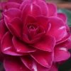 Purple Haze Camellia - 1 Gallon Pot 2 Purple Haze Camellia - 1 Gallon Pot -Outdoor Garden Store camellia sasanqua purple haze 1