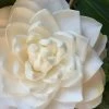 Sea Foam White Camellia Japonica - 3 Gallon Pot 2 Sea Foam White Camellia Japonica - 3 Gallon Pot -Outdoor Garden Store camellia sea foam 1