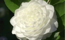 Sea Foam White Camellia Japonica - 3 Gallon Pot 9 Sea Foam White Camellia Japonica - 3 Gallon Pot -Outdoor Garden Store camellia sea foam 3