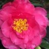 Shishi Gashira Dwarf Camellia Sasanqua - 3 Gallon Pot 1 Shishi Gashira Dwarf Camellia Sasanqua - 3 Gallon Pot -Outdoor Garden Store camellia shishi gashira 25