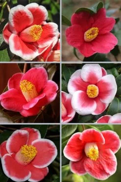 Tama No Ura Weeping Camellia Japonica - 1 Gallon Pot 12 Tama No Ura Weeping Camellia Japonica - 1 Gallon Pot -Outdoor Garden Store camellia tama no ura sports 1