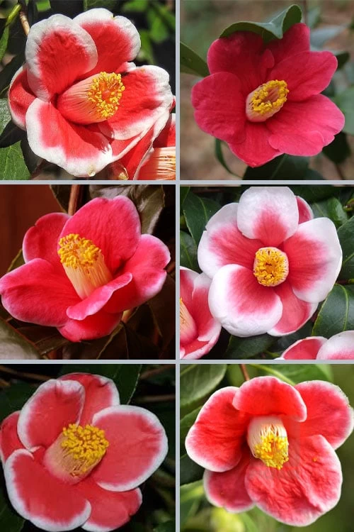 Tama No Ura Weeping Camellia Japonica - 1 Gallon Pot 6 Tama No Ura Weeping Camellia Japonica - 1 Gallon Pot - Image 4