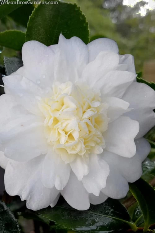 Winter's Snowman Camellia Hybrid - 5 Gallon Pot 3 Winter's Snowman Camellia Hybrid - 5 Gallon Pot
