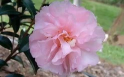 Cotton Candy Camellia Sasanqua - 3 Gallon Pot 11 Cotton Candy Camellia Sasanqua - 3 Gallon Pot -Outdoor Garden Store camelliacottoncandy