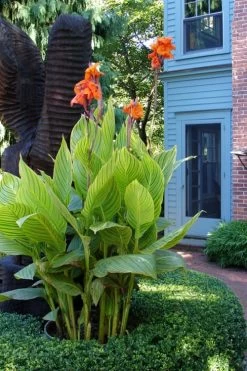 Bengal Tiger Canna Lily - 1 Gallon Pot 16 Bengal Tiger Canna Lily - 1 Gallon Pot -Outdoor Garden Store canna pretoria bengal tiger 2