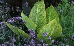 Bengal Tiger Canna Lily - 1 Gallon Pot 20 Bengal Tiger Canna Lily - 1 Gallon Pot -Outdoor Garden Store canna pretoria bengal tiger 3