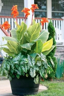 Bengal Tiger Canna Lily - 1 Gallon Pot 18 Bengal Tiger Canna Lily - 1 Gallon Pot -Outdoor Garden Store canna pretoria bengal tiger 4