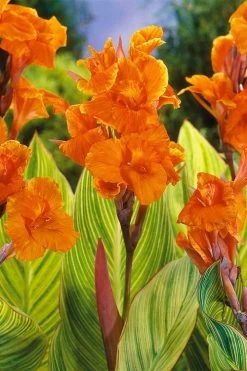 Bengal Tiger Canna Lily - 1 Gallon Pot 15 Bengal Tiger Canna Lily - 1 Gallon Pot -Outdoor Garden Store canna pretoria bengal tiger 8