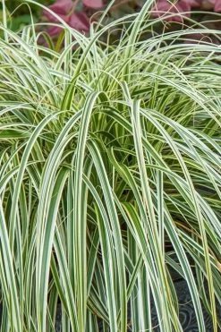 Feather Falls Sedge (Carex Oshimensis) - 5 Pack Of Quart Pots -Outdoor Garden Store carex oshimensis fetaher falls sedge grass 1