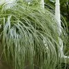 Feather Falls Sedge (Carex Oshimensis) - 5 Pack Of Quart Pots -Outdoor Garden Store carex oshimensis fetaher falls sedge grass 4