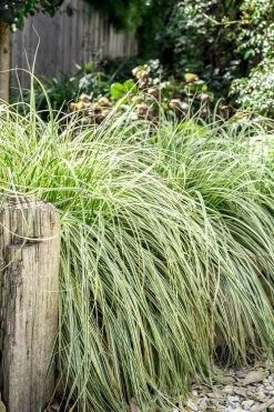 Feather Falls Sedge (Carex Oshimensis) - 5 Pack Of Quart Pots -Outdoor Garden Store carex oshimensis fetaher falls sedge grass 5