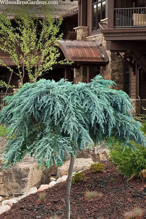 Feelin Blue Deodar Cedar (Single Trunk Tree Form) - 2 Gallon Pot 3 Feelin Blue Deodar Cedar (Single Trunk Tree Form) - 2 Gallon Pot