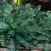 Creeping Japanese Plum Yew (Cephalotaxus Harringtonia 'Prostrata') - 3 Gallon Pot -Outdoor Garden Store cephalotaxus harringtonia prostrata creeping japanese yew 32