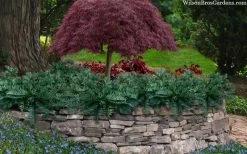 Creeping Japanese Plum Yew (Cephalotaxus Harringtonia 'Prostrata') - 3 Gallon Pot -Outdoor Garden Store cephalotaxus harringtonia prostrata creeping japanese yew 33