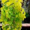 Golden Falls Weeping Redbud Tree - 3 Gallon Pot (3-4') 2 Golden Falls Weeping Redbud Tree - 3 Gallon Pot (3-4') -Outdoor Garden Store cercis canadensis golden falls weeping redbud 3 1