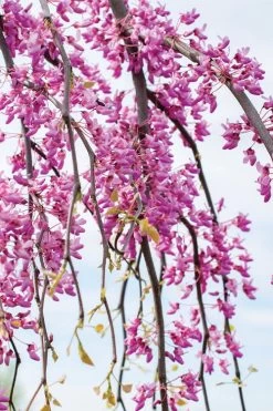 Golden Falls Weeping Redbud Tree - 3 Gallon Pot (4-5') -Outdoor Garden Store cercis canadensis golden falls weeping redbud 4