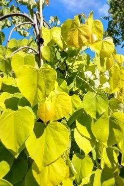 Golden Falls Weeping Redbud Tree - 3 Gallon Pot (3-4') 12 Golden Falls Weeping Redbud Tree - 3 Gallon Pot (3-4') -Outdoor Garden Store cercis canadensis golden falls weeping redbud 5 1