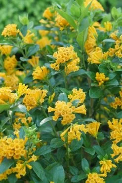 Juiced Orange Jessamine (Cestrum Corymbosum) - 3 Pack Of Quart Pots 10 Juiced Orange Jessamine (Cestrum Corymbosum) - 3 Pack Of Quart Pots -Outdoor Garden Store cestrum juiced orange jessamine 1