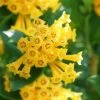 Juiced Orange Jessamine (Cestrum Corymbosum) - 3 Pack Of Quart Pots 1 Juiced Orange Jessamine (Cestrum Corymbosum) - 3 Pack Of Quart Pots -Outdoor Garden Store cestrum juiced orange jessamine 2