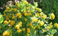 Juiced Orange Jessamine (Cestrum Corymbosum) - 3 Pack Of Quart Pots 11 Juiced Orange Jessamine (Cestrum Corymbosum) - 3 Pack Of Quart Pots -Outdoor Garden Store cestrum juiced orange jessamine 3