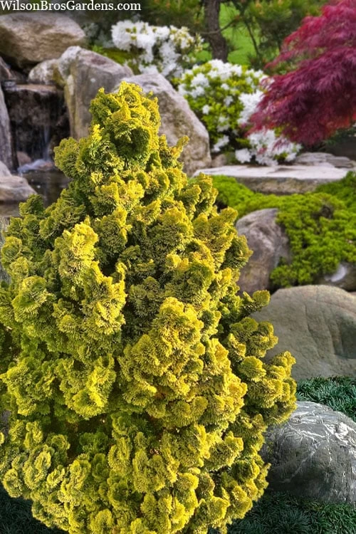 Golden Dwarf Hinoki Cypress - Chamaecyparis Obtusa 'Nana Lutea' - 2 Gallon Pot 7 Golden Dwarf Hinoki Cypress - Chamaecyparis Obtusa 'Nana Lutea' - 2 Gallon Pot - Image 5