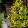 Golden Dwarf Hinoki Cypress - Chamaecyparis Obtusa 'Nana Lutea' - 2 Gallon Pot 2 Golden Dwarf Hinoki Cypress - Chamaecyparis Obtusa 'Nana Lutea' - 2 Gallon Pot -Outdoor Garden Store chamaecyparis obtusa nana lutea 102