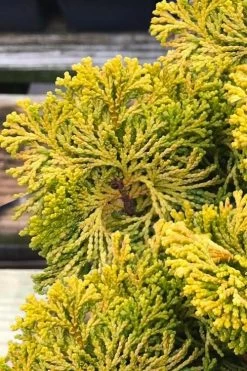 Golden Dwarf Hinoki Cypress - Chamaecyparis Obtusa 'Nana Lutea' - 2 Gallon Pot 10 Golden Dwarf Hinoki Cypress - Chamaecyparis Obtusa 'Nana Lutea' - 2 Gallon Pot -Outdoor Garden Store chamaecyparis obtusa nana lutea 103
