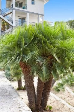 European Fan Palm - 7 Gallon Pot 10 European Fan Palm - 7 Gallon Pot -Outdoor Garden Store chamaerops humilis european fan palm 101