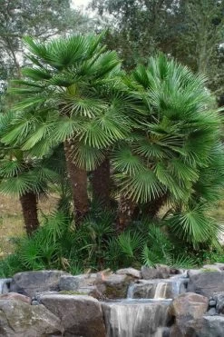 European Fan Palm - 7 Gallon Pot 11 European Fan Palm - 7 Gallon Pot -Outdoor Garden Store chamaerops humilis european fan palm 102