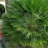 European Fan Palm - 7 Gallon Pot 2 European Fan Palm - 7 Gallon Pot -Outdoor Garden Store chamaerops humilis european fan palm 103