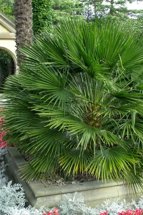 European Fan Palm - 7 Gallon Pot 3 European Fan Palm - 7 Gallon Pot