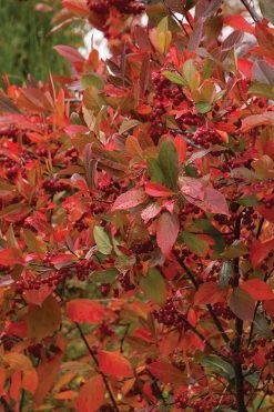 Brilliantissima Aronia (Red Chokeberry) - 3 Gallon Pot -Outdoor Garden Store chokeberry brilliantissima aronia 500x750 1