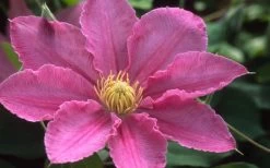 Abilene Clematis - 1 Gallon Pot 11 Abilene Clematis - 1 Gallon Pot -Outdoor Garden Store clematis abilene 12