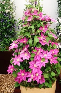 Abilene Clematis - 1 Gallon Pot 12 Abilene Clematis - 1 Gallon Pot -Outdoor Garden Store clematis abilene 13