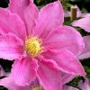 Abilene Clematis - 1 Gallon Pot 1 Abilene Clematis - 1 Gallon Pot -Outdoor Garden Store clematis abilene 15