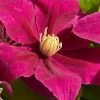 Acropolis Clematis - 1 Gallon Pot 2 Acropolis Clematis - 1 Gallon Pot -Outdoor Garden Store clematis acropolis 4