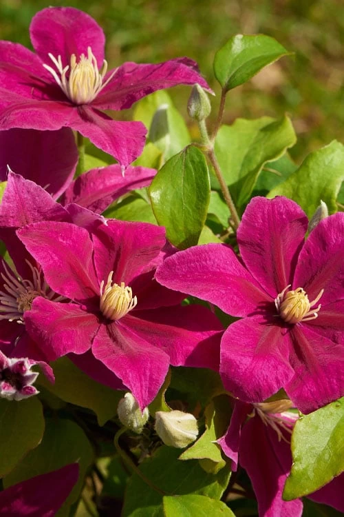 Acropolis Clematis - 1 Gallon Pot 7 Acropolis Clematis - 1 Gallon Pot - Image 5