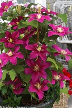 Acropolis Clematis - 1 Gallon Pot 10 Acropolis Clematis - 1 Gallon Pot -Outdoor Garden Store clematis acropolis 7