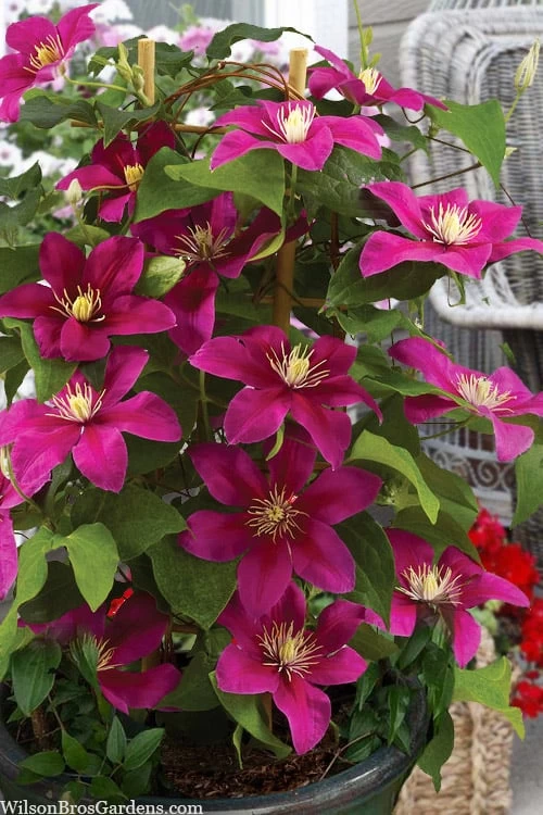 Acropolis Clematis - 1 Gallon Pot 6 Acropolis Clematis - 1 Gallon Pot - Image 4