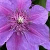 Adam's Courage Clematis - 1 Gallon Pot 2 Adam's Courage Clematis - 1 Gallon Pot -Outdoor Garden Store clematis adams courage 1